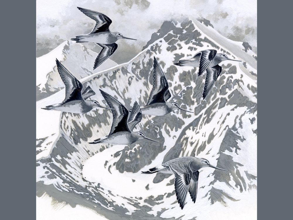 Hudsonian Godwits - Smithsonian Voices.jpg
