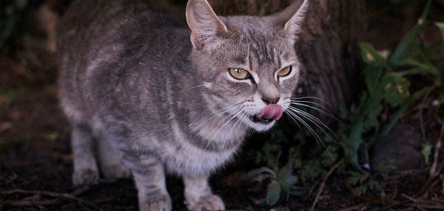 A feral cat, just trying to get by.