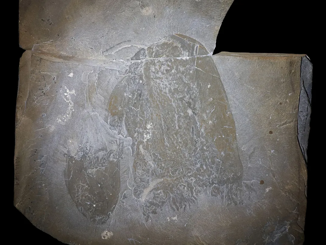 Jellyfish Fossil