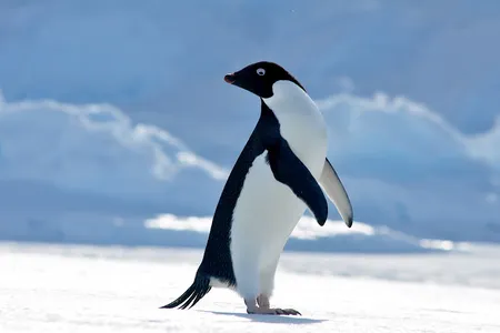 An&nbsp;Ad&eacute;lie penguin