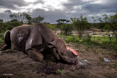 Memorial to a species, Brent Stirton, South Africa, Grand 
title winner 2017