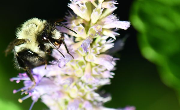 Bumblebee on hyssop thumbnail