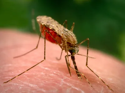 A female Anopheles mosquito, the type that&nbsp;transmits&nbsp;malaria.