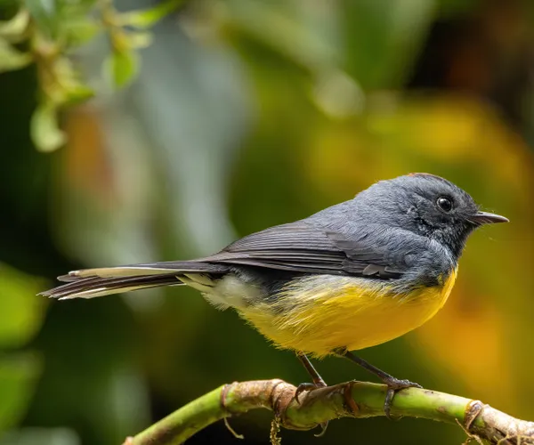 Slate-throated Redstart thumbnail