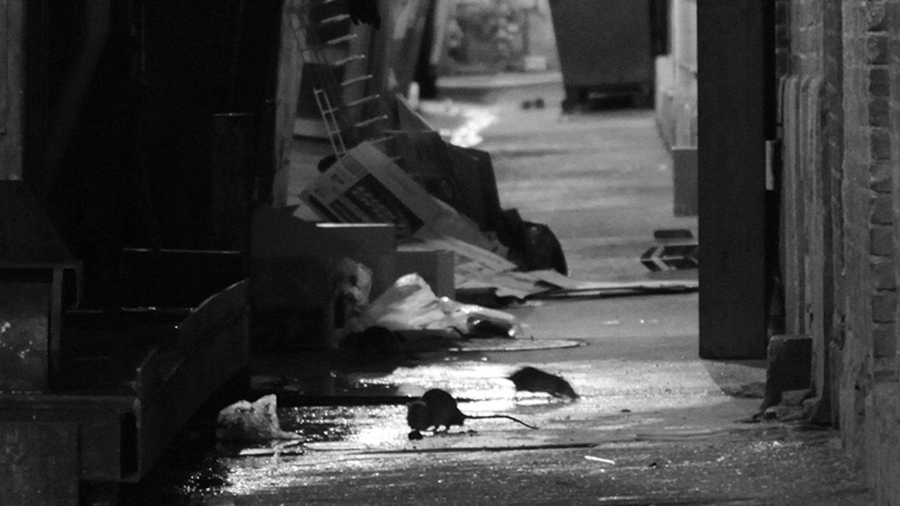 In the 1960s, One Man Took Washington D.C.'s Rat Problem Into His