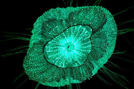 Gaetano Pesce, Mediterraneo, 2006