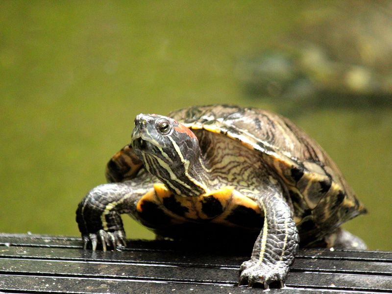 Slick Slack Tortoise Posing | Smithsonian Photo Contest | Smithsonian ...