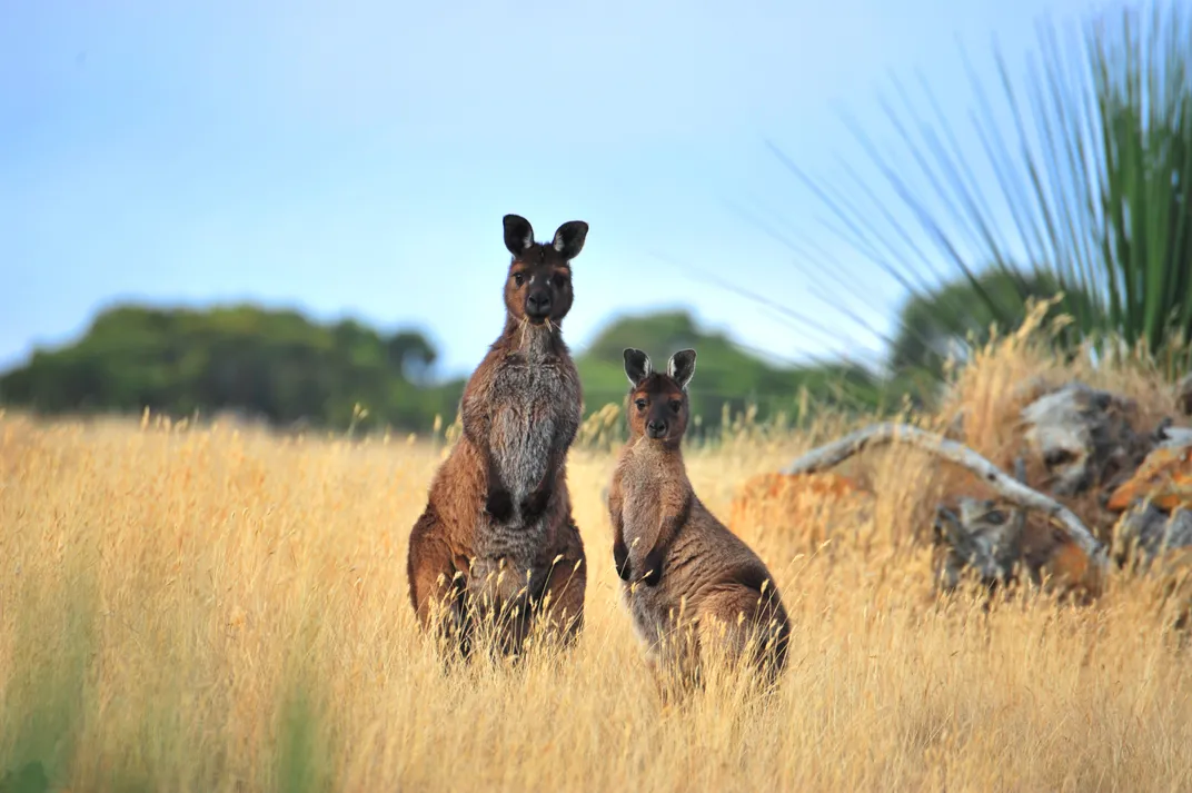 A kangaroo mom and her joey