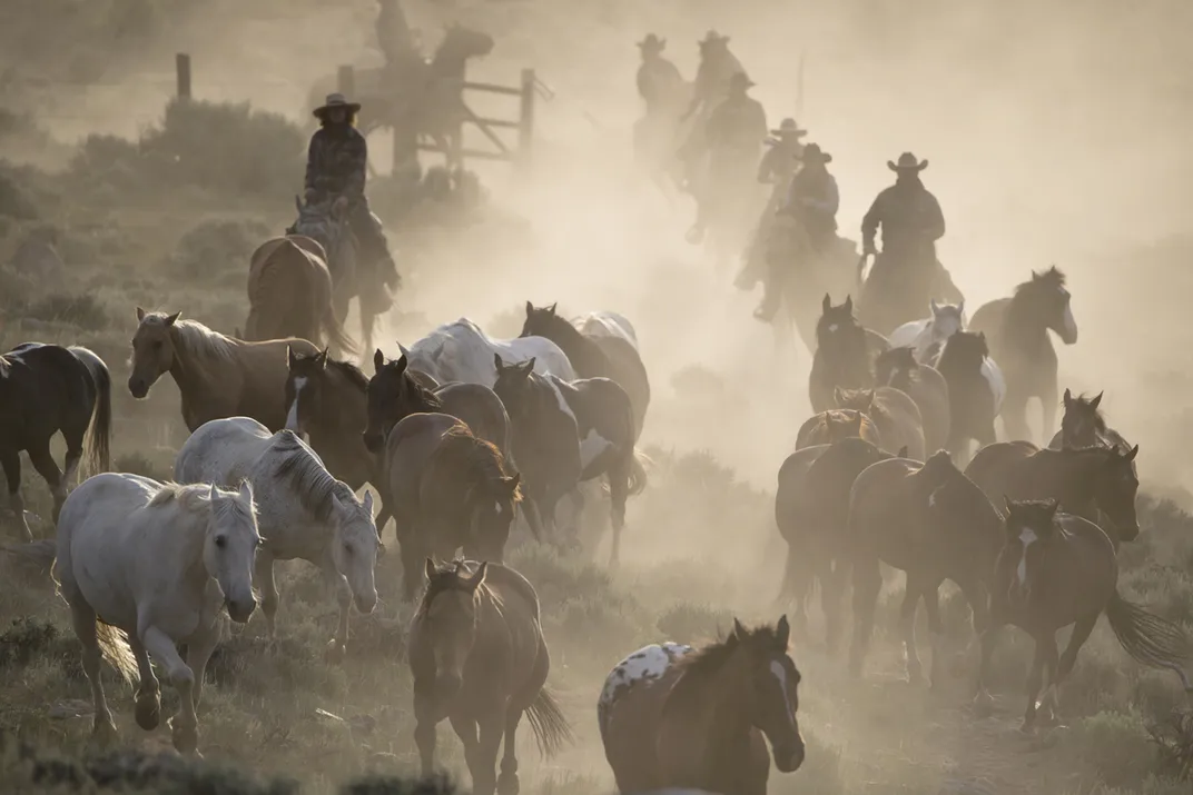 A herd is on the move, kicking up some dust on the way.