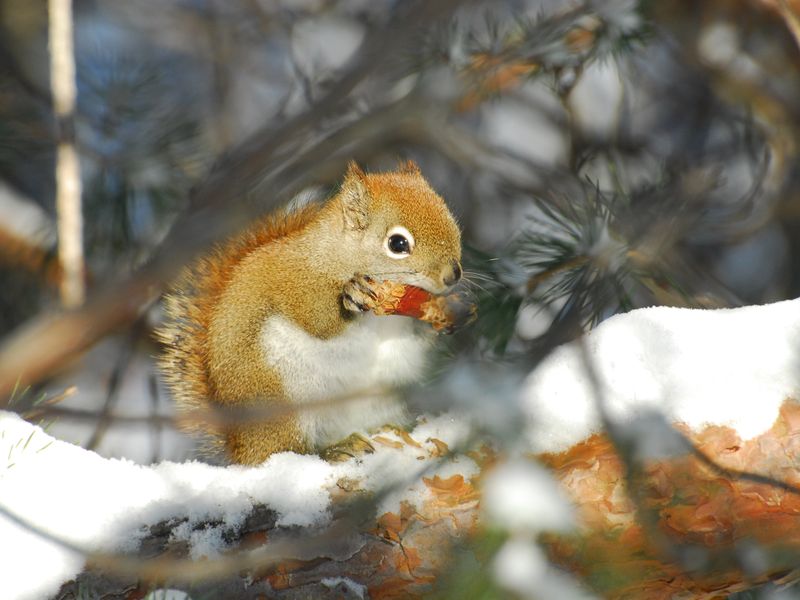 Red Squirrel eating pine cone in winter Smithsonian Photo Contest