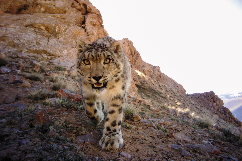 MAR2016_J12_SnowLeopards.jpg