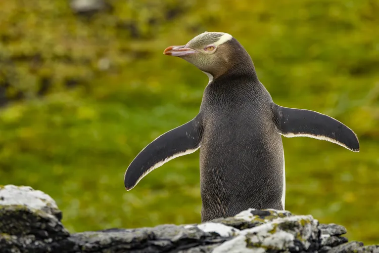 Penguin