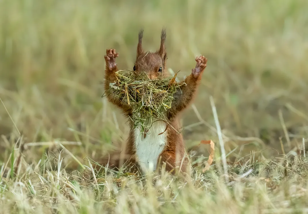 a squirrel with its hands in the hair and grass in its mouth