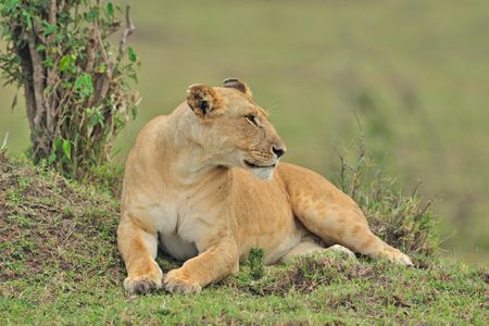 A lioness from the Marsh Pride in Masai Mara National Reserve of Kenya, the group of lions that was poisoned

