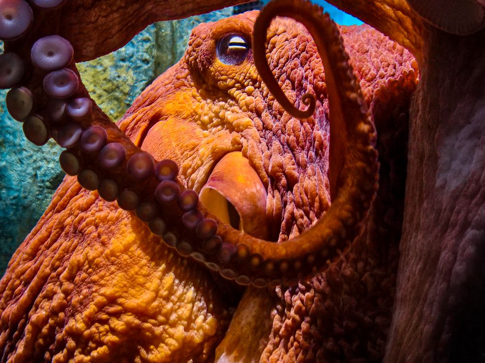 The Inner Workings of an Octopus | Smithsonian Photo Contest ...