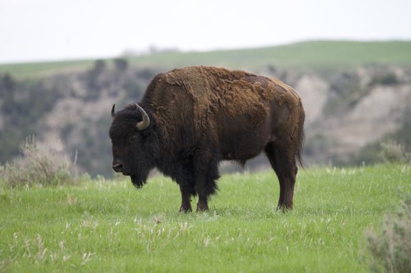 Fluffy bison on a cliff thumbnail
