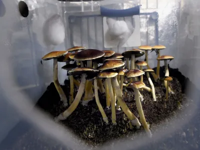 Psilocybin, the active ingredient in magic mushrooms (pictured here), has been designated by the FDA as a breakthrough therapy for treatment resistant depression.
