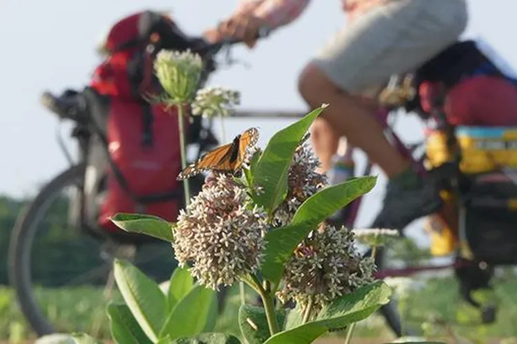 biking with butterflies-mobile.jpg