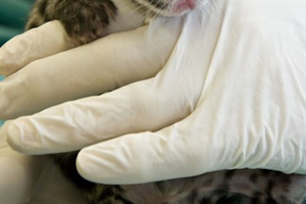 clouded_leopard_cub_oct2.jpg