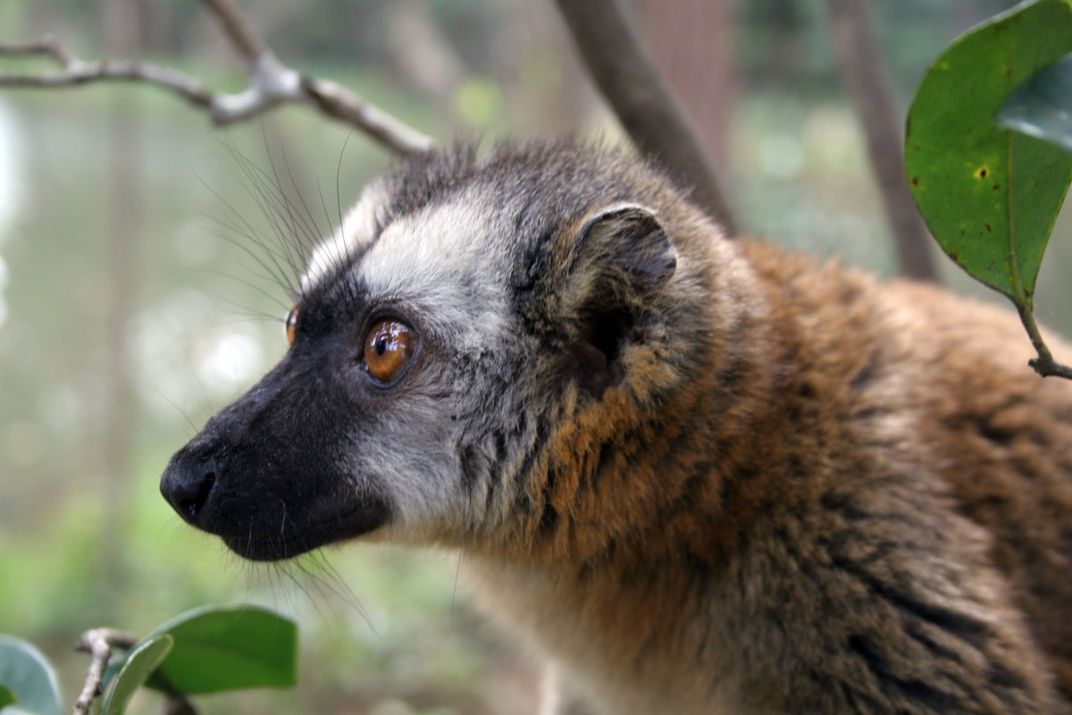 lemur-in-andasibe-national-park-smithsonian-photo-contest