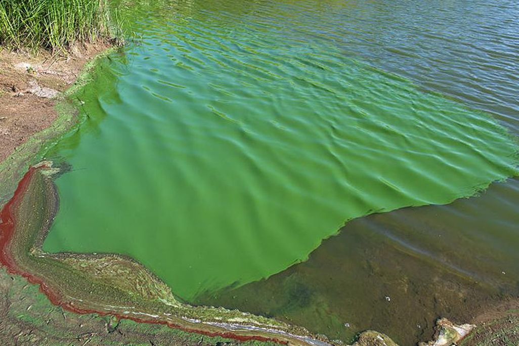 Cyanobacteria.jpg