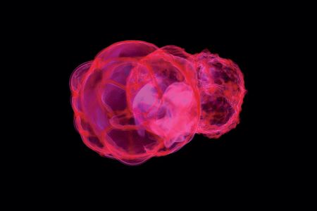 Simulation showing the density distribution of iron-60 as it appeared 2.2 million years ago following supernova explosions in the vicinity of Earth.