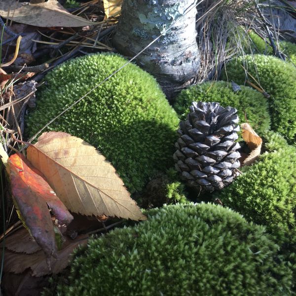 Pine cone nested in moss bed thumbnail