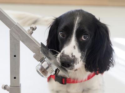 Freya, a Springer Spaniel, who has been trained to detect malaria parasites in sock samples taken from children in The Gambia. Freya did not participate in the initial study but was trained afterwards to help sniff out malaria in the future. 