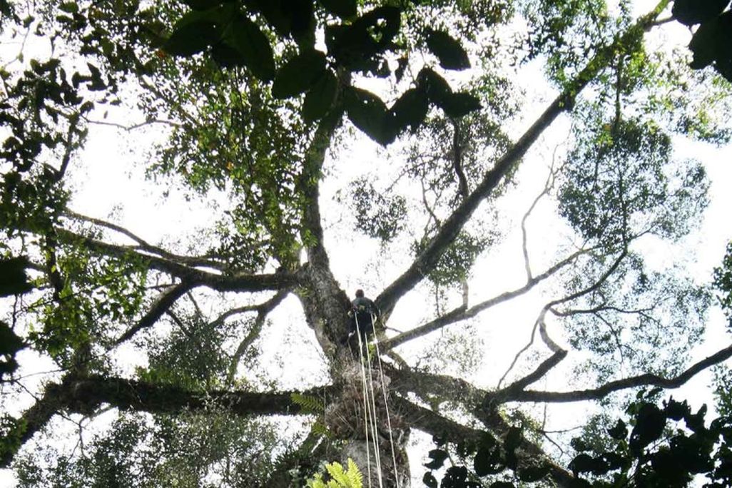 Tallest Tropical Tree