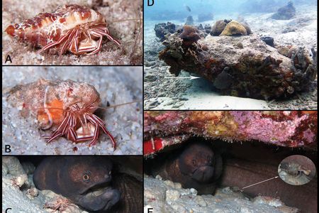 From top left: (A and B) The new species Pylopaguropsis mollymullerae in Bonaire; (C and E) the new species in a den with a broad banded moray (D) the new species' coral ledge habitat.