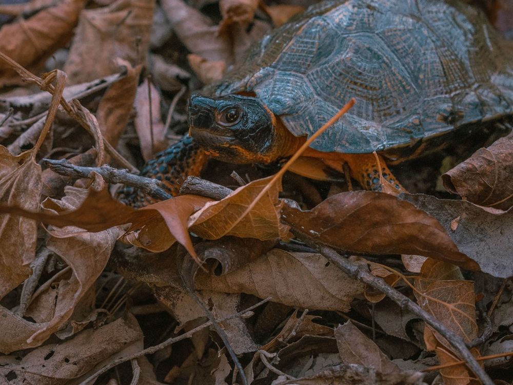 A small wood turtle stands in a pile of fallen leaves in a forest