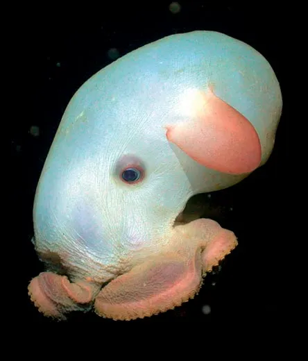 Creatures of the Deep! | Science| Smithsonian Magazine