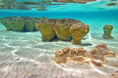 Stromatolites in Shark Bay, Australia, give us an idea of how life looked two and a half billion years ago on Earth.

