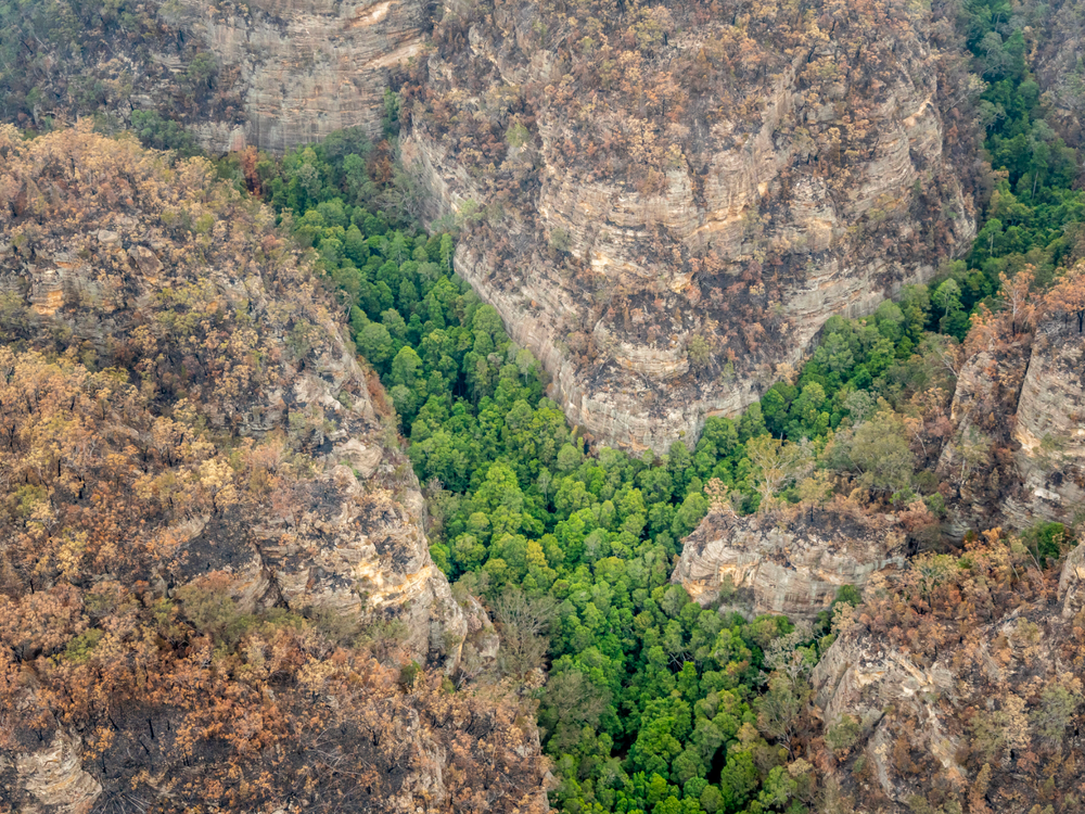 Green Wollemi pines amidst the burnt landscape