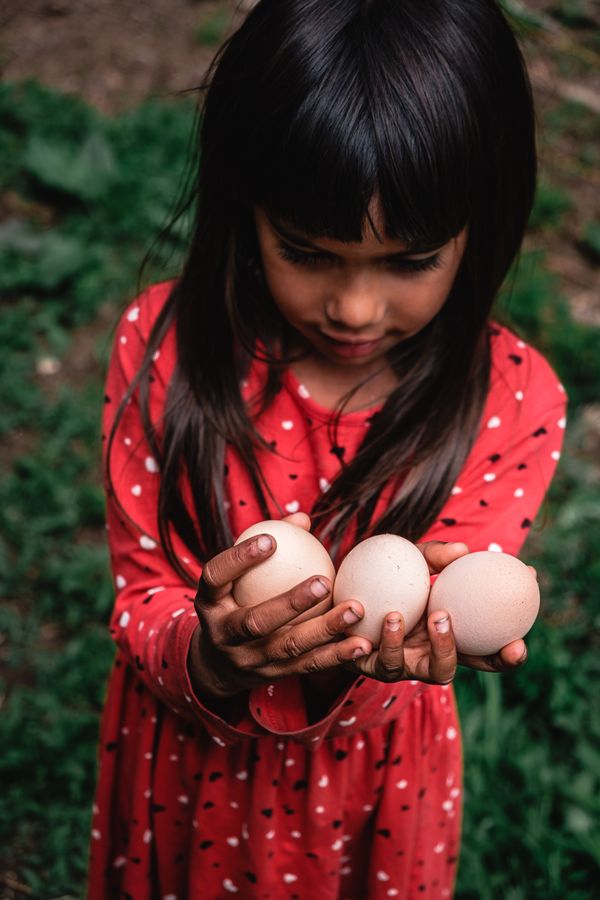 Freshly laid eggs thumbnail