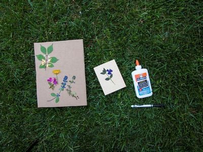 Pressed flowers can be used in journals, plant identification booklets and other projects. (Erika Gardner, Smithsonian Institution)