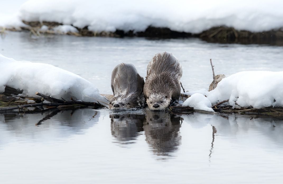 Hungry otters hunt for trout on a snowy river.