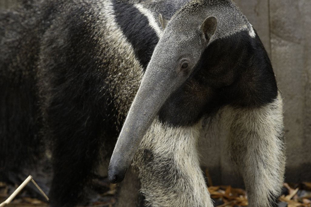 20110520110655anteater.jpg