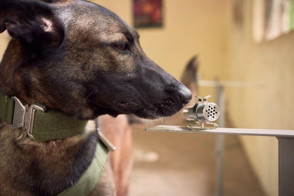 Sniffer Dog