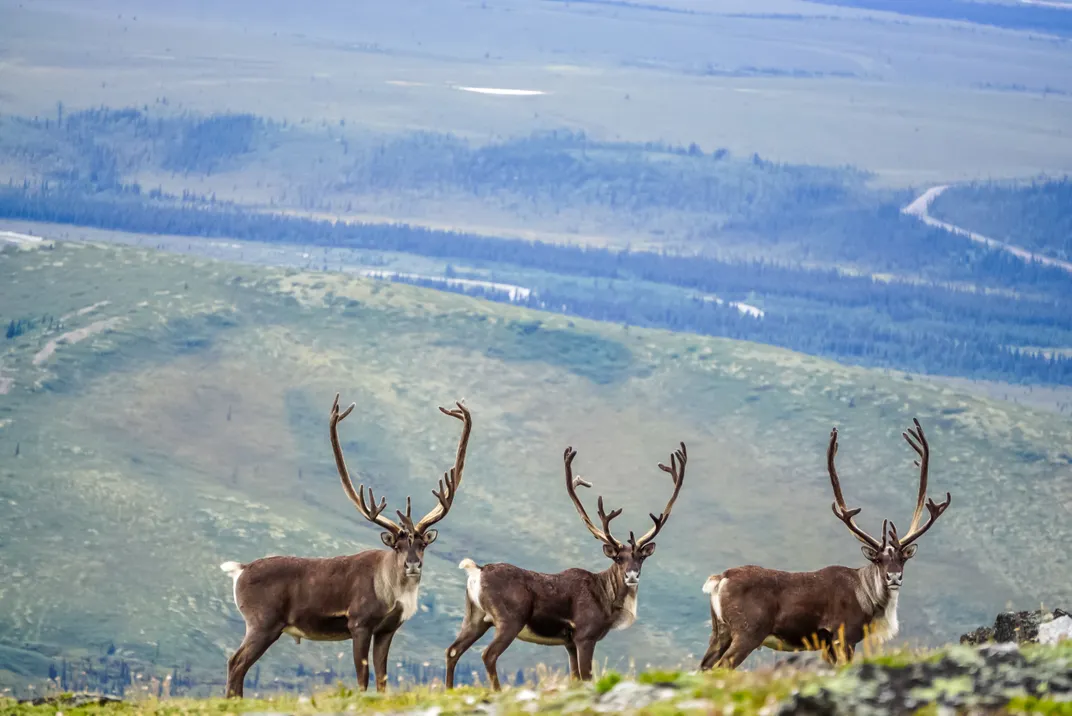 Caribou in Denali National Park