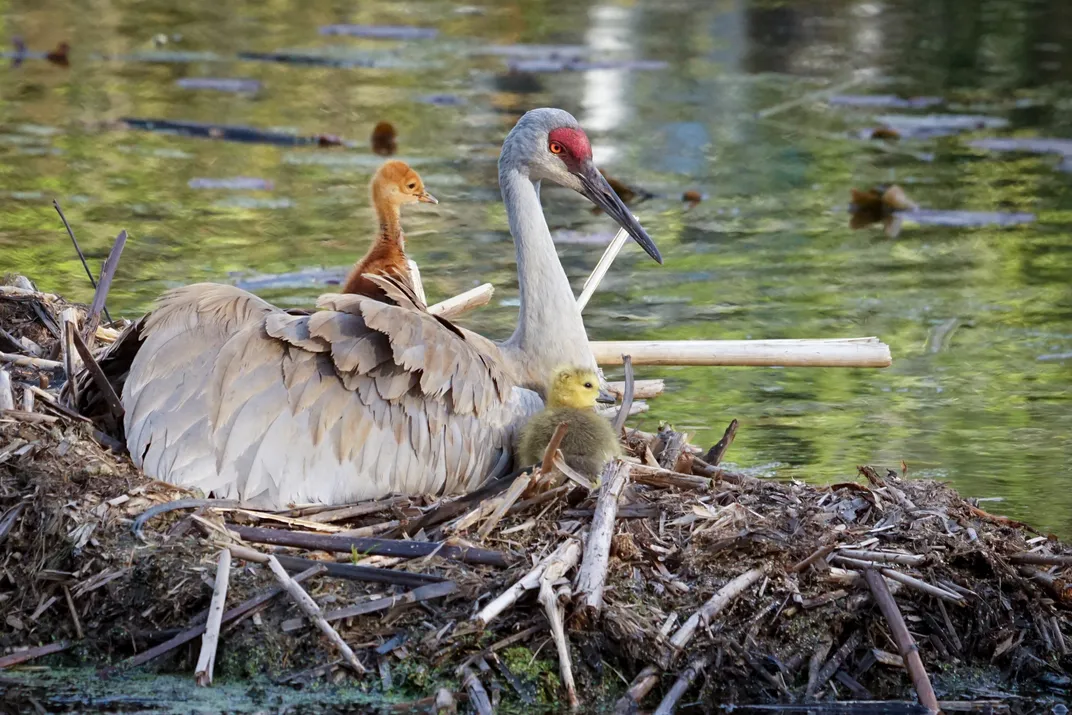 Sandhill Crane With Chick and Gosling