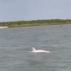 Rare Pink Dolphins Spotted Swimming in Louisiana River icon