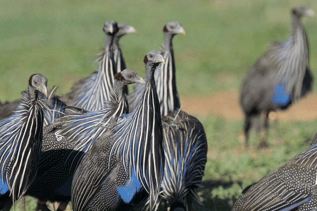 Vulturine Guineafowl