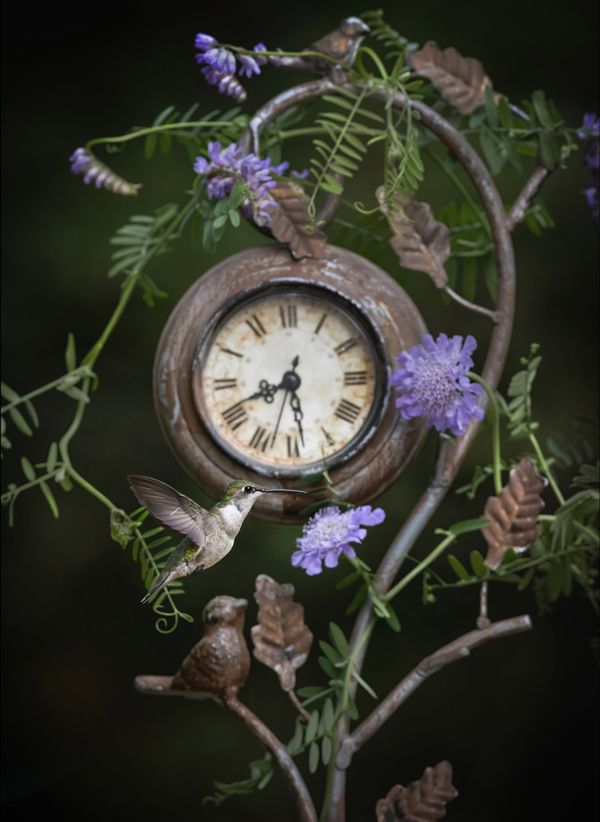 Time, interrupted: still life with a ruby-throated hummingbird thumbnail