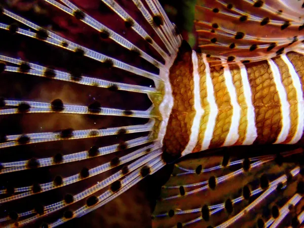 tail of lionfish thumbnail