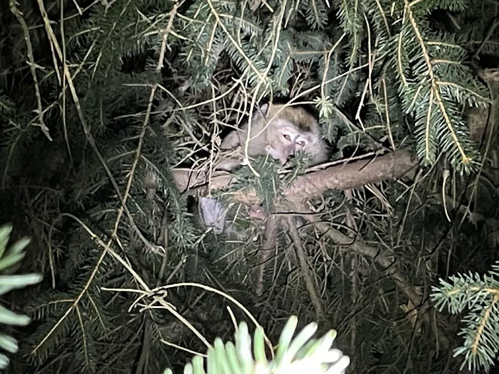 An image of a long-tailed macaque hiding in a tree