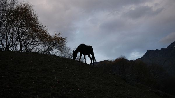 Lonely horse thumbnail
