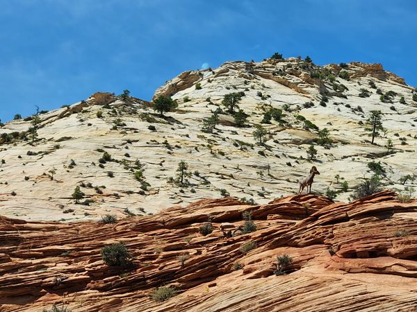 Big horn sheep on Zion cliff thumbnail