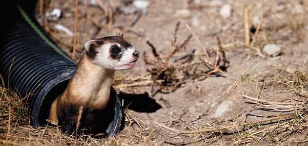 Ferret tubing