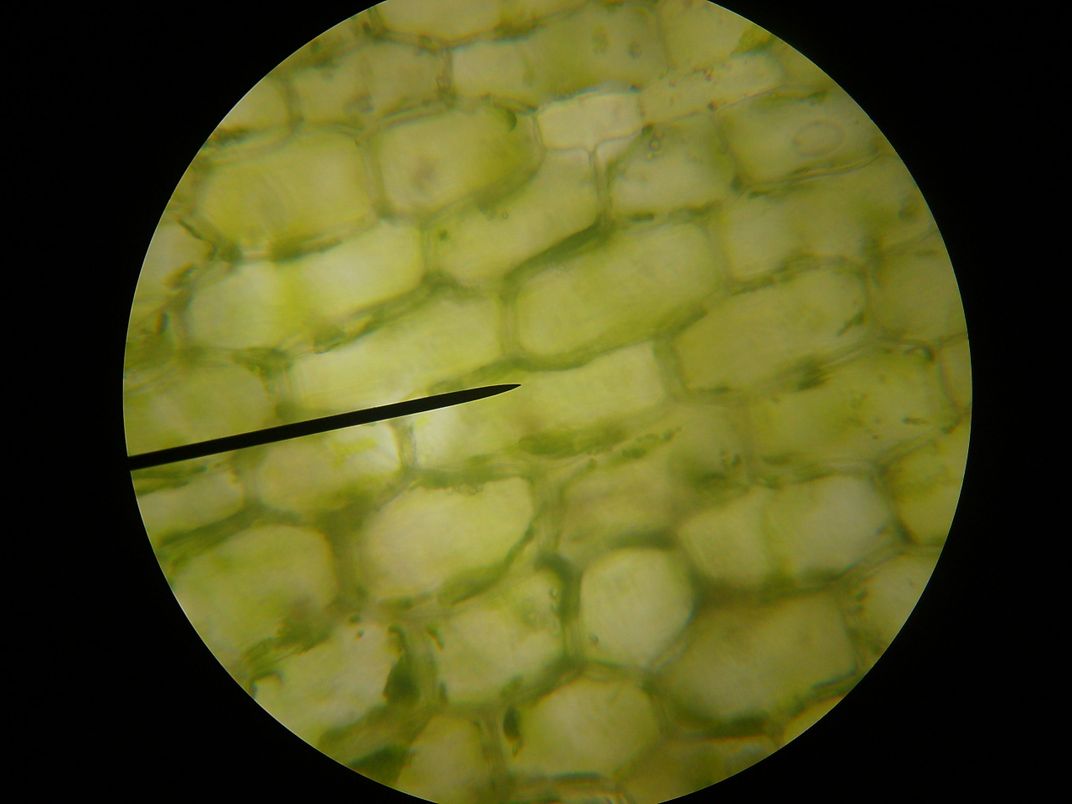 Lavet en kontrakt vedholdende Taxpayer Cells of an anachris leaf at 400X magnification (taken by pressing the  camera against the microscope eyepiece) | Smithsonian Photo Contest |  Smithsonian Magazine